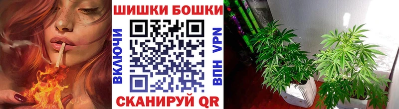 сколько стоит Новосиль Марихуана Ganja